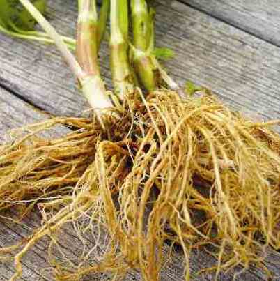 Valerian Root Essential Oil 4